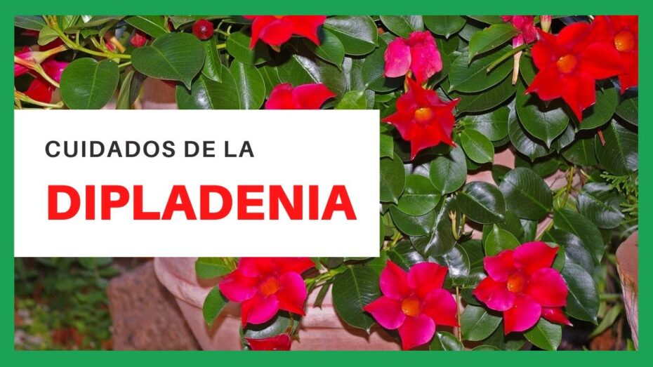 Enredando una dipladenia: Guía completa para cultivar esta planta exuberante