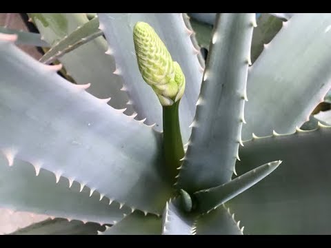 Flor del Aloe vera: Descubre cómo es y sus características