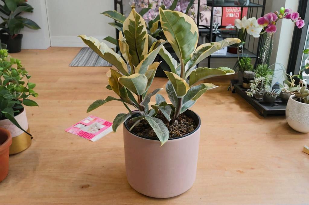 ¿Cómo es y cuáles son los cuidados del Ficus Tineke?