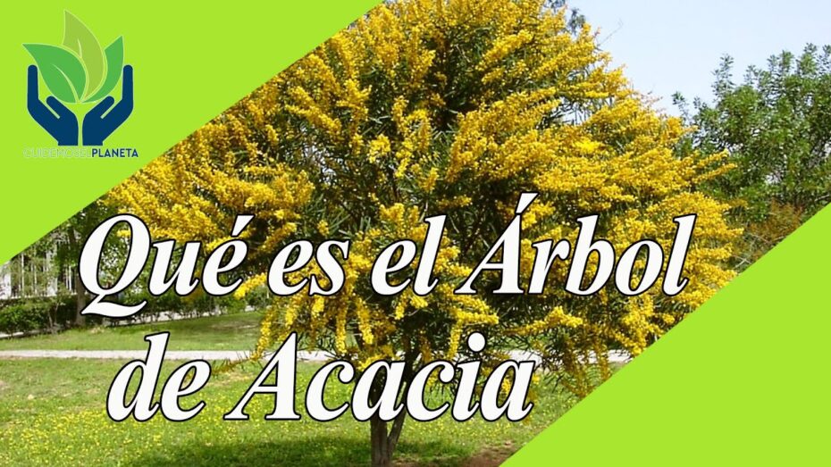 Flor de la acacia: Descubre su encanto y características