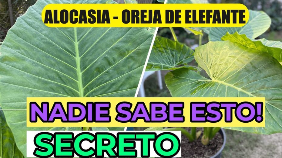 Flor de la oreja de elefante: Descubre cómo es esta maravilla botánica
