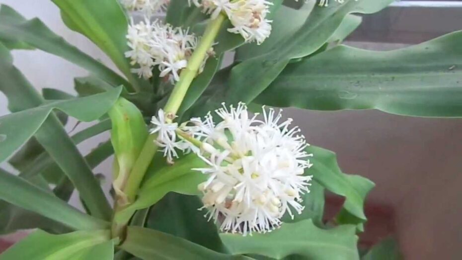 Flor del tronco de Brasil: Descubre cómo es esta hermosa planta