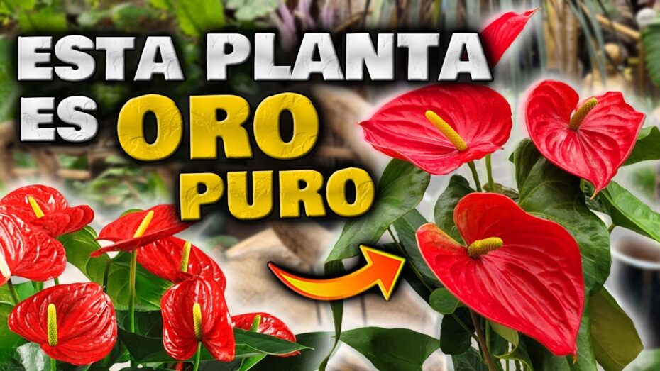 Consejos para hacer florecer las plantas de interior: guía completa