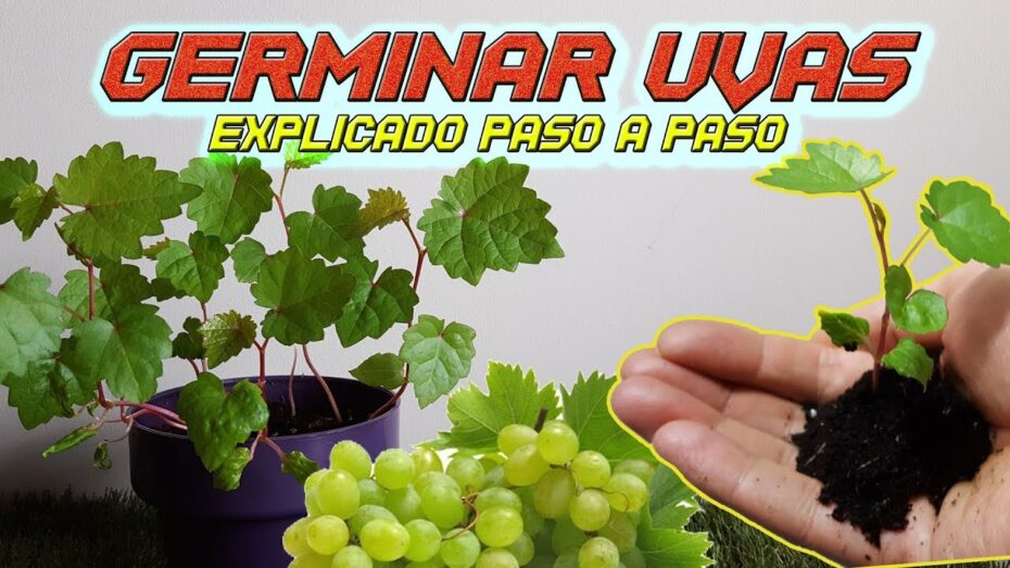 Germinación de semillas de uva: Guía completa para lograrlo con éxito