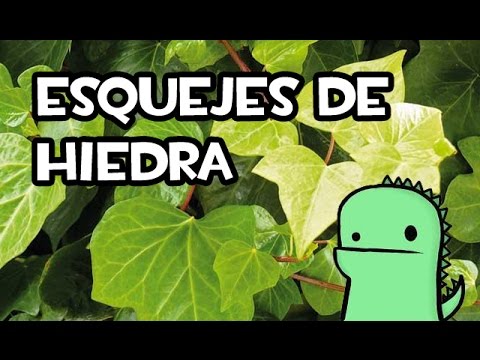 Hiedra: Cómo hacer un esqueje de manera efectiva