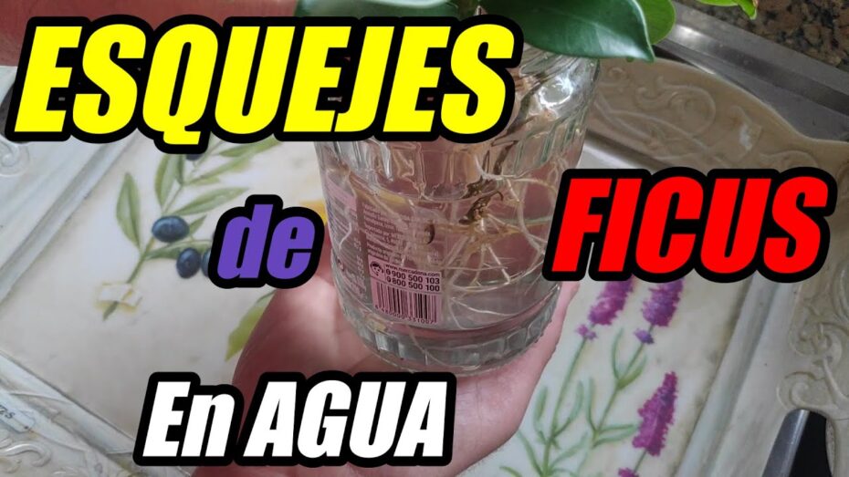Esquejes de ficus en agua: Aprende cómo hacerlos paso a paso