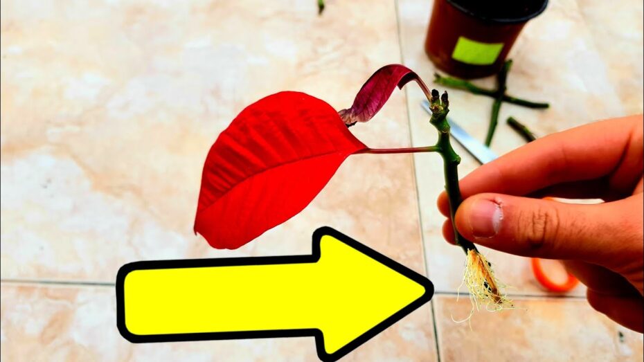 Esquejes de la flor de Pascua: Aprende cómo hacerlos de manera efectiva