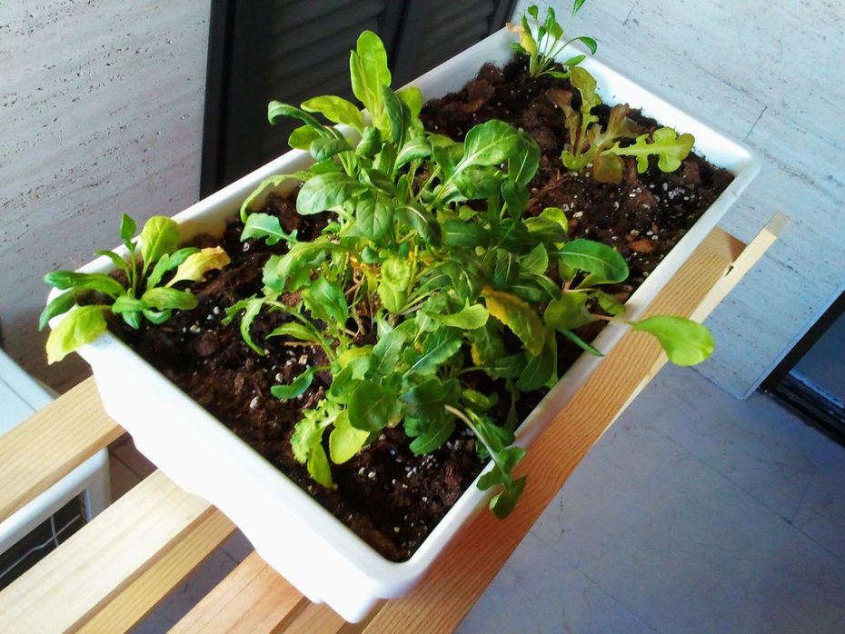 Huerto en macetas: Cómo hacerlo paso a paso con expertos en botánica y plantas