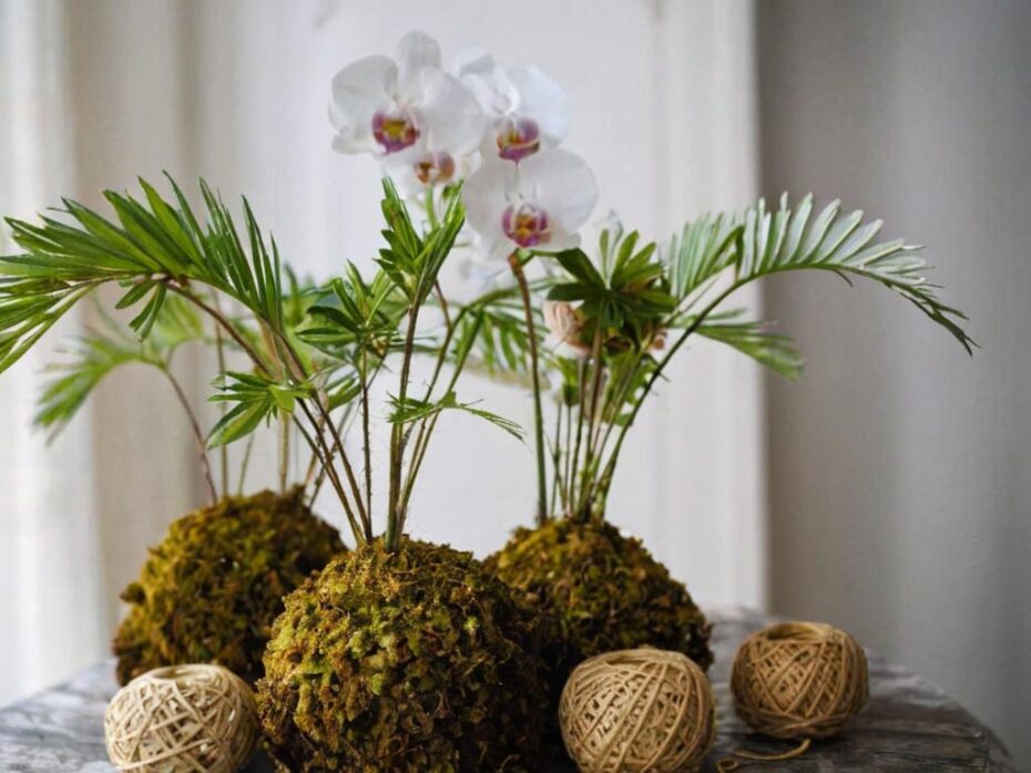 Cómo hacer kokedamas de orquídeas paso a paso (con consejos)