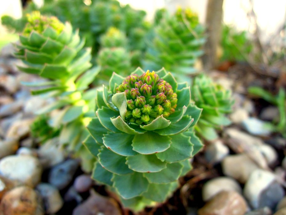 Rocalla de cactus: Cómo hacer una espectacular composición botánica
