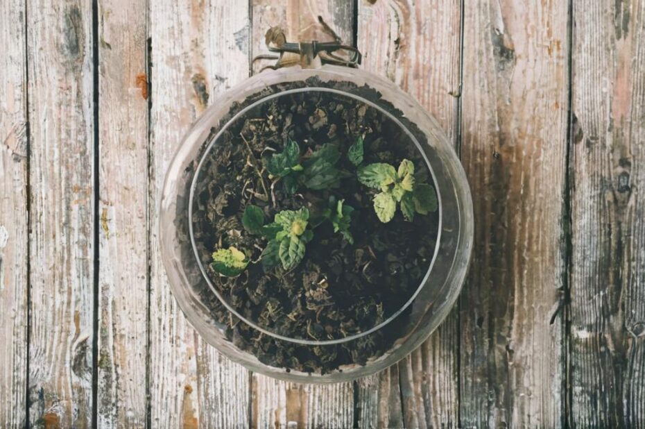 Cómo hacer un terrario para suculentas con materiales reciclados