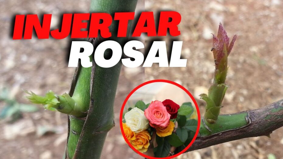 Injerto de rosas: Aprende cómo realizarlo paso a paso