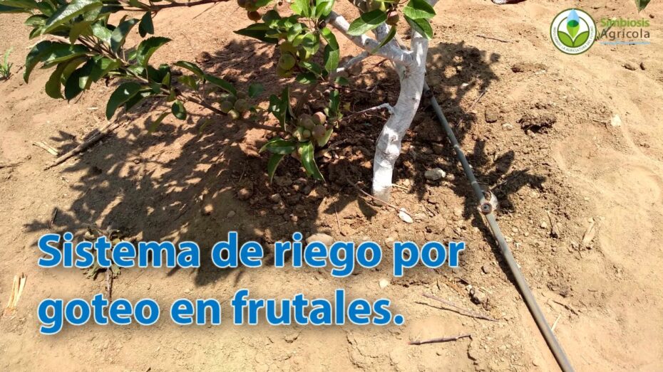 Riego por goteo en árboles: Cómo instalarlo y optimizar su crecimiento