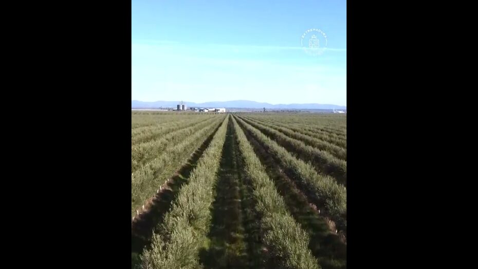 Flor del olivo: ¿Cuál es su nombre y características? Descúbrelo aquí