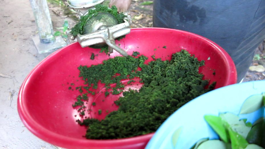 Beneficios y proceso de obtención del extracto vegetal: todo lo que necesitas saber