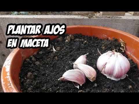 Ajos: Cómo plantarlos de manera exitosa y obtener una cosecha abundante