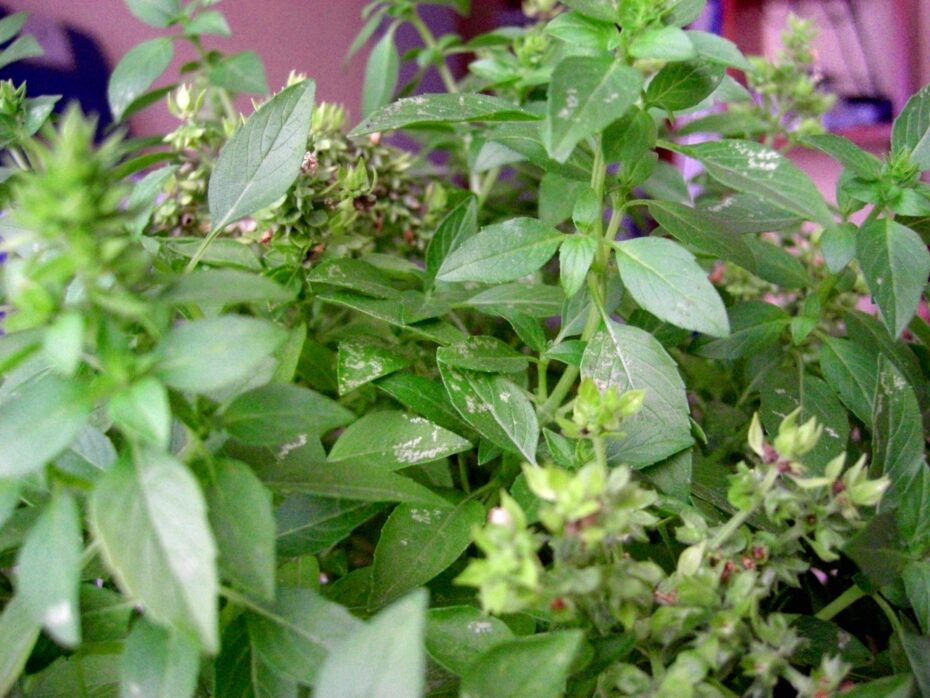 Albahaca: Aprende cómo plantarla y cuidarla adecuadamente