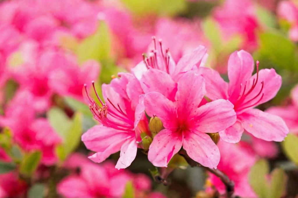 ¿Cómo plantar azaleas en maceta?