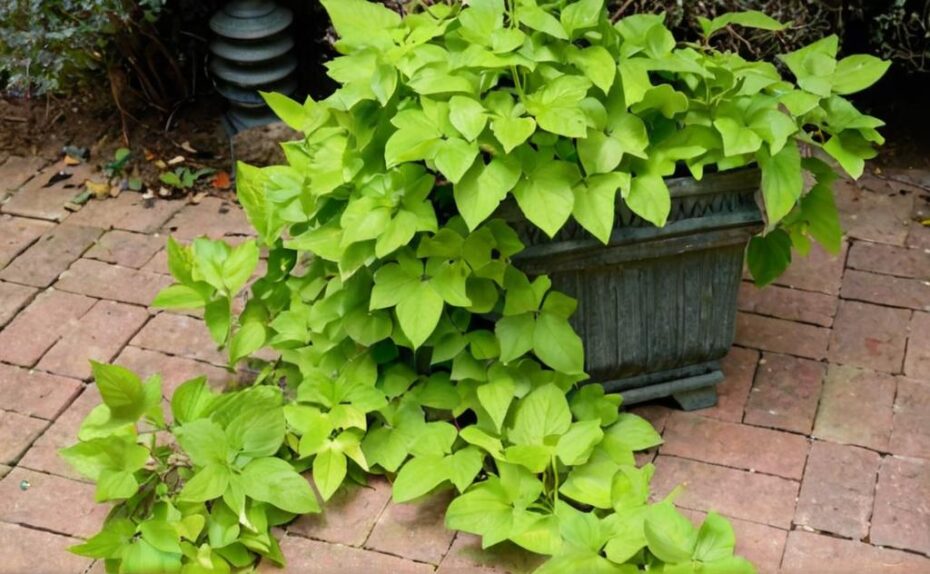¿Cómo plantar boniato en agua?