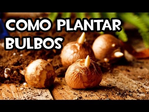 Cómo plantar bulbos: Guía completa de jardinería y técnicas de siembra