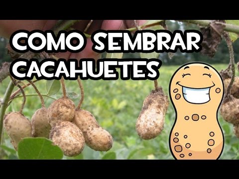 Plantar cacahuetes: Guía completa para cultivar y cosechar tus propios cacahuetes