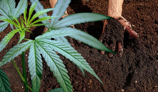 Cómo plantar CBD en casa: guía para cultivar y consejos