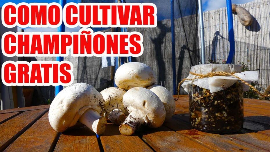 Plantar champiñones: Guía completa y experta para cultivar hongos en casa