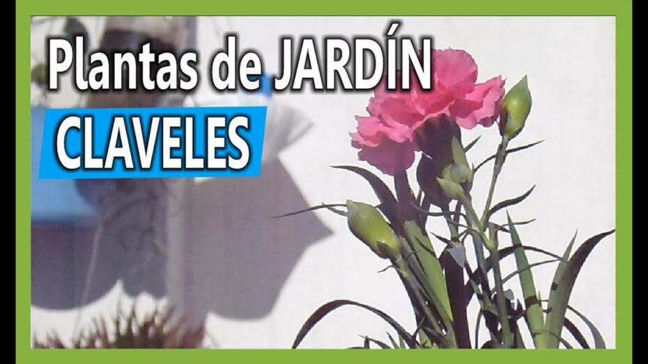 Plantar claveles: guía completa y consejos expertos en botánica