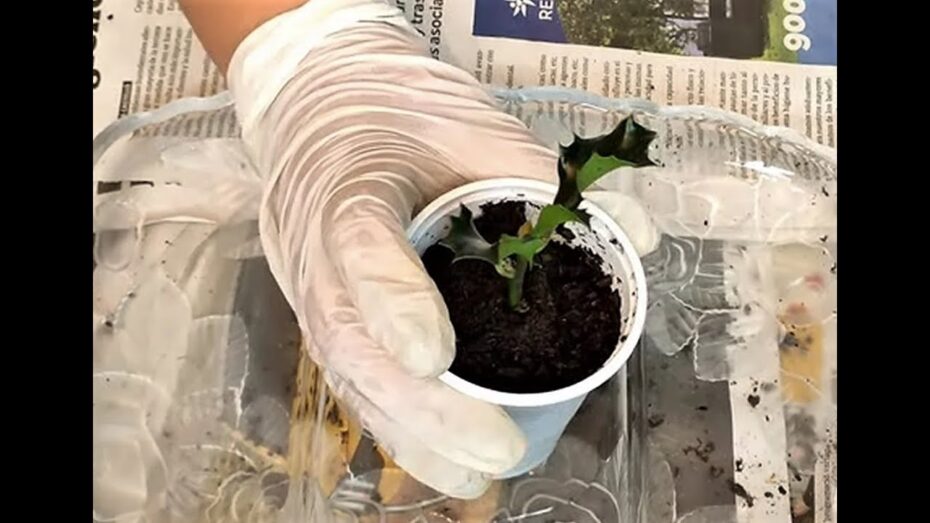 Plantar esquejes de acebo: guía completa para un exitoso cultivo