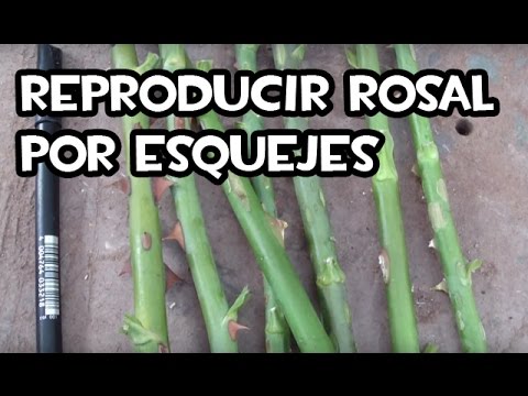 Plantar esquejes de rosas: Guía completa para un exitoso cultivo