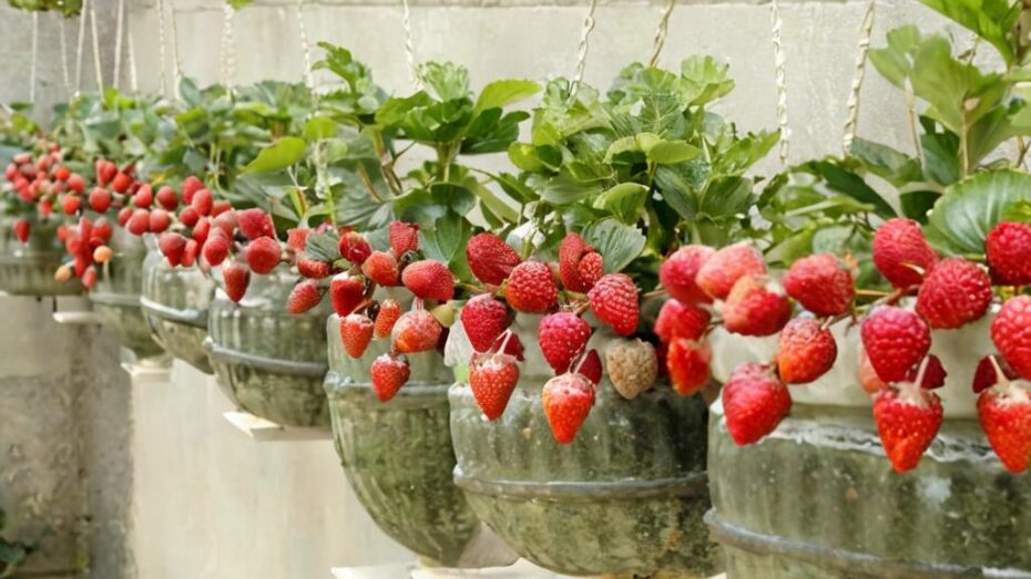 ¿Cómo plantar fresas en botellas de plástico?