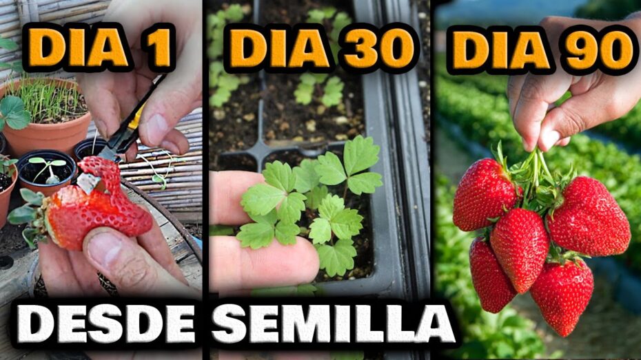 Cultivo de fresas en maceta: guía completa para plantar y cuidar tus propias fresas