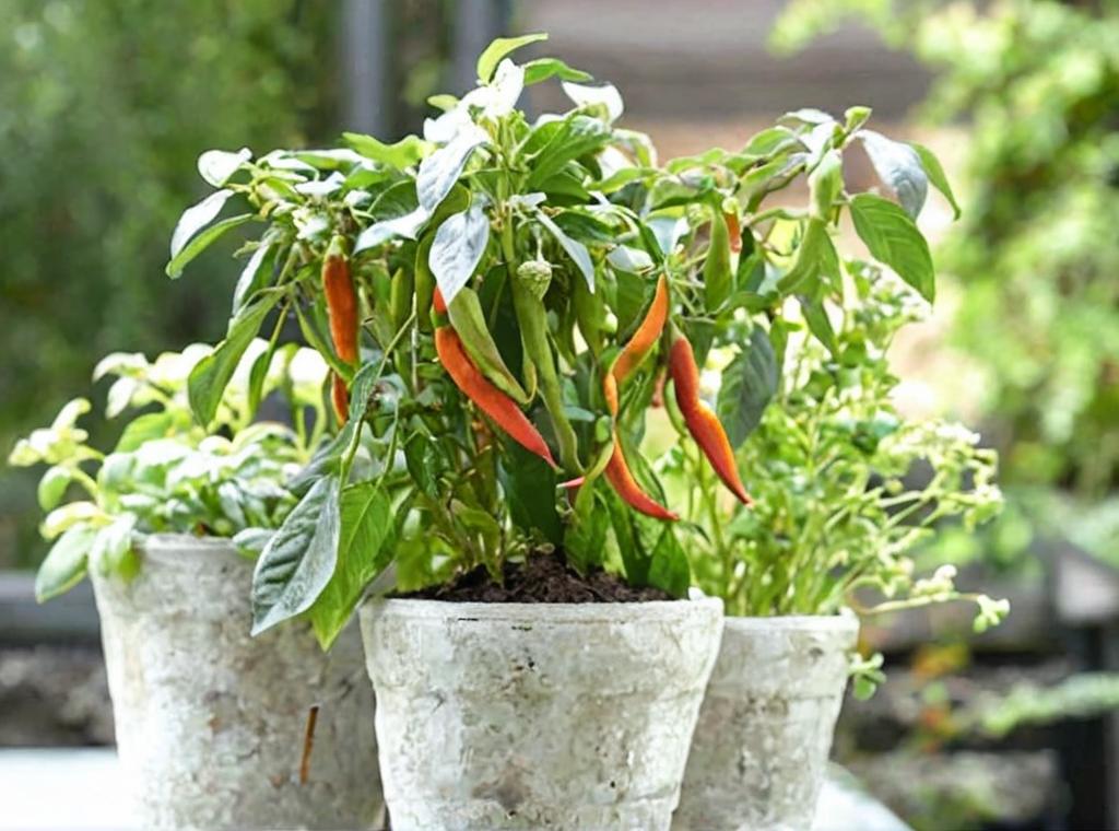 Cómo plantar guindillas en maceta