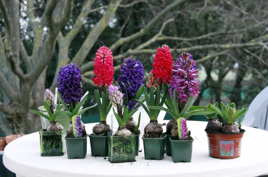 Cómo plantar jacintos en maceta - Guía completa