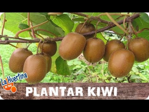 Plantar kiwis: Guía completa para cultivar estas deliciosas frutas en casa