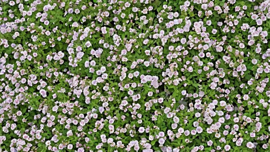 Cómo plantar la lippia nodiflora