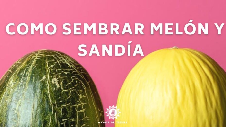Plantar melones y sandías: Guía completa para un cultivo exitoso