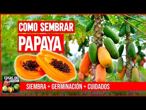 Plantación de papaya: Guía completa para cultivar esta fruta exótica