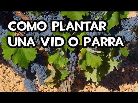 Plantar una parra: Guía completa para cultivar y cuidar esta planta en tu jardín