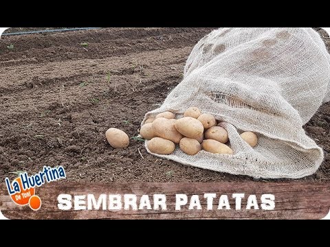 Plantar patatas: Guía completa sobre cómo y cuándo hacerlo