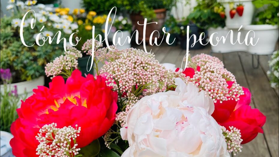 Plantar peonías: Guía completa para cultivar estas hermosas flores