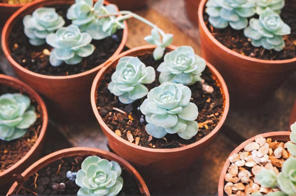 ¿Cómo plantar suculentas sin raíz?