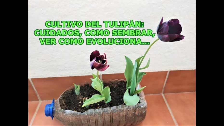 Plantar tulipanes en maceta: guía completa para un cultivo exitoso