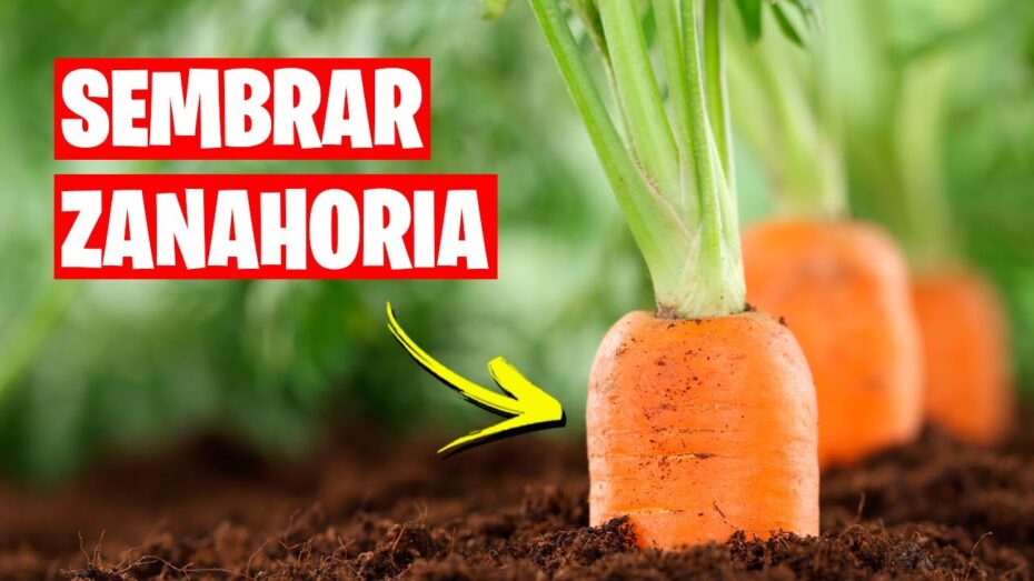 Guía completa de cómo plantar zanahorias: consejos expertos y técnicas infalibles