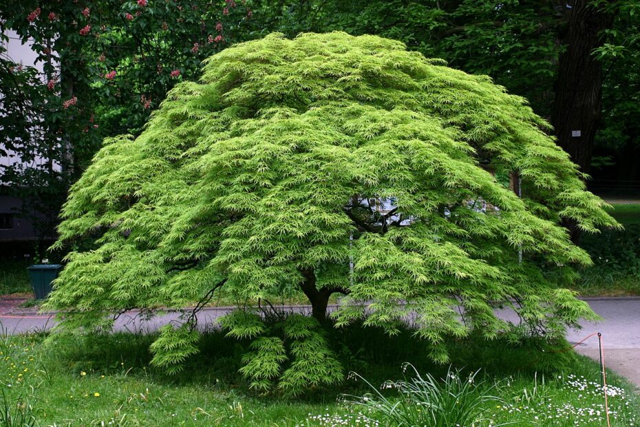 Poda de Acer palmatum: Cómo cuidar y mantener un bonsái