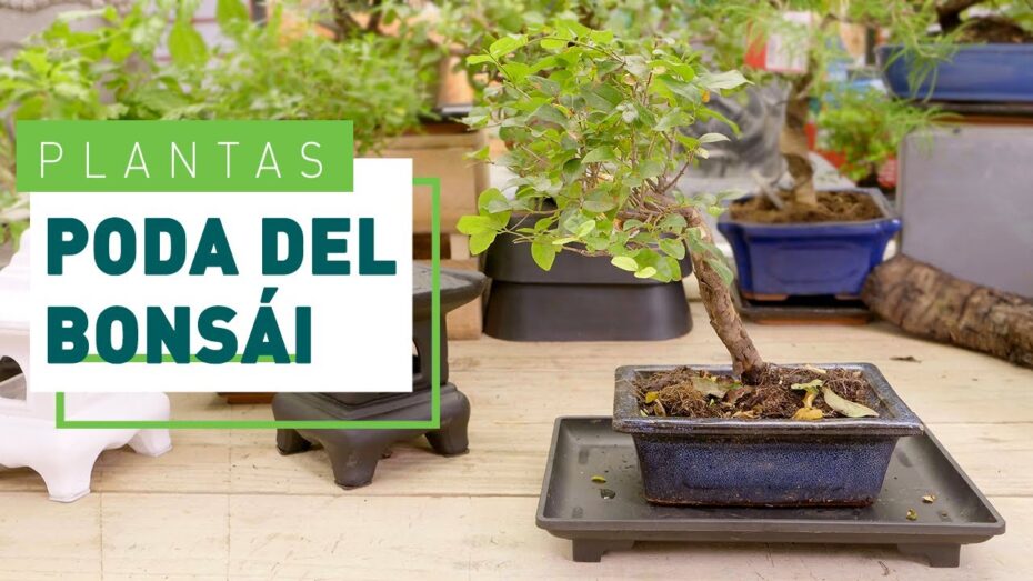 Podar un bonsái: Guía completa para cuidar y mantener correctamente tu árbol en miniatura