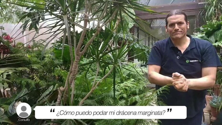 Drácena: Cómo realizar una poda adecuada para su salud y crecimiento
