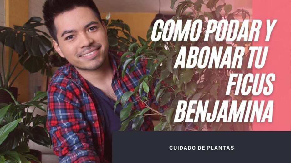 Podando un Ficus benjamina: Guía completa para un cuidado óptimo