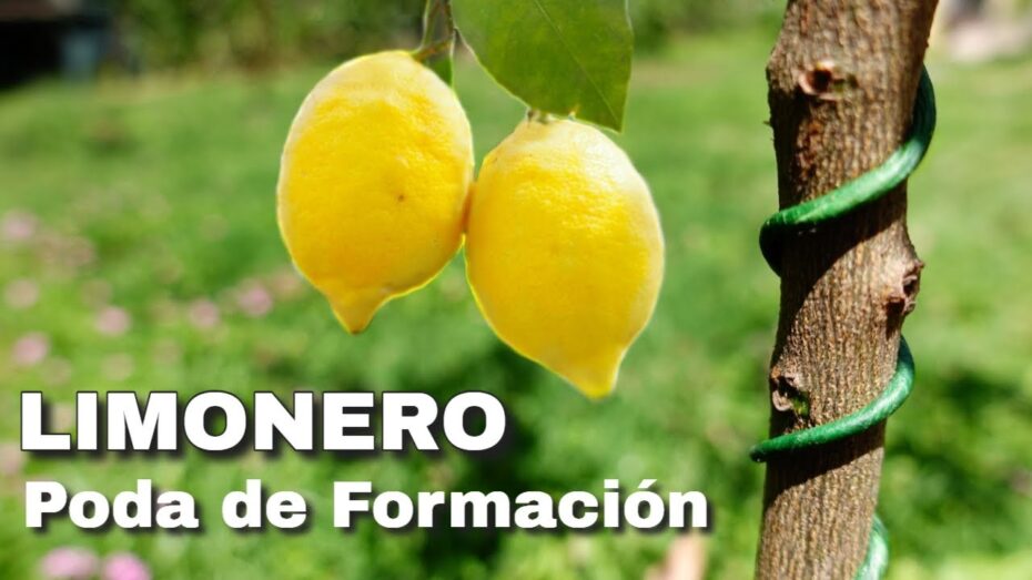 Poda de limonero joven en maceta: guía completa para un crecimiento saludable