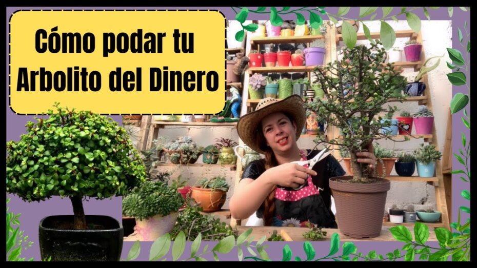 Poda de la planta del dinero: Guía experta para maximizar su crecimiento